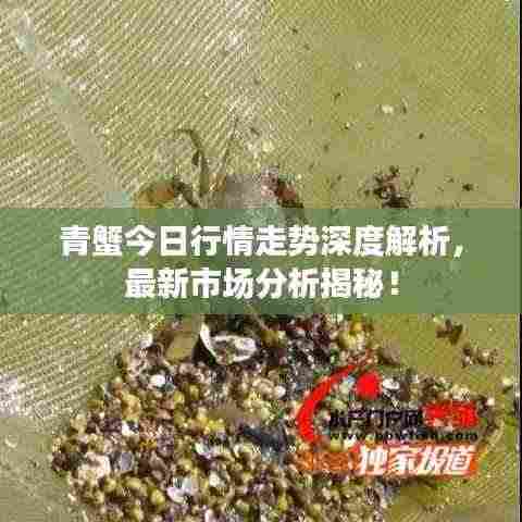 青蟹今日行情走势深度解析,最新市场分析揭秘!