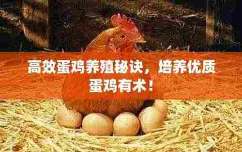 高效蛋鸡养殖秘诀,培养优质蛋鸡有术!