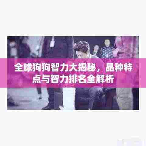 全球狗狗智力大揭秘,品种特点与智力排名全解析