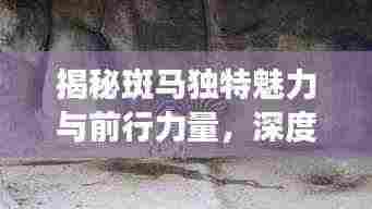 揭秘斑马独特魅力与前行力量，深度探索之旅