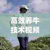 高效养牛技术视频教程，迈向现代化畜牧业的秘诀之路