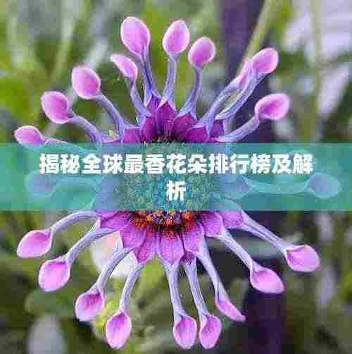 揭秘全球最香花朵排行榜及解析