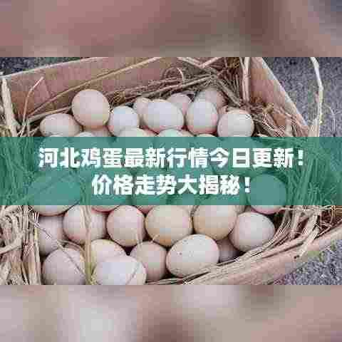 河北鸡蛋最新行情今日更新!价格走势大揭秘!