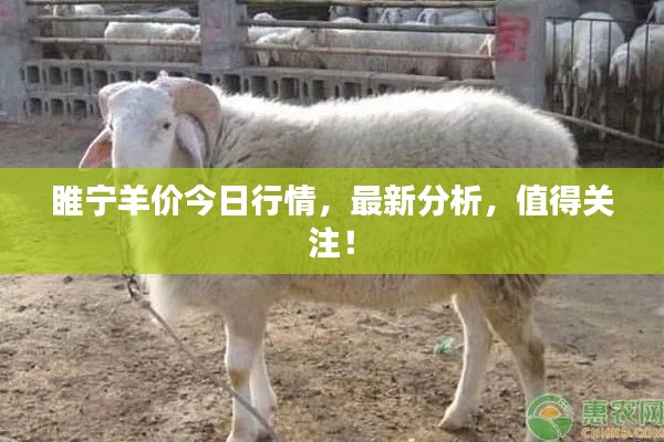 睢宁羊价今日行情,最新分析,值得关注!
