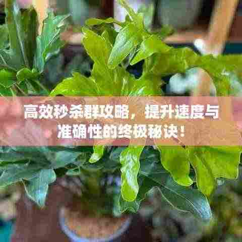 高效秒杀群攻略，提升速度与准确性的终极秘诀！