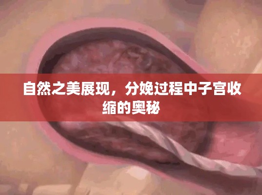 自然之美展现,分娩过程中子宫收缩的奥秘